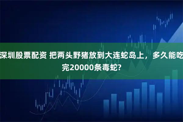 深圳股票配资 把两头野猪放到大连蛇岛上,多久能吃完20000条毒蛇?